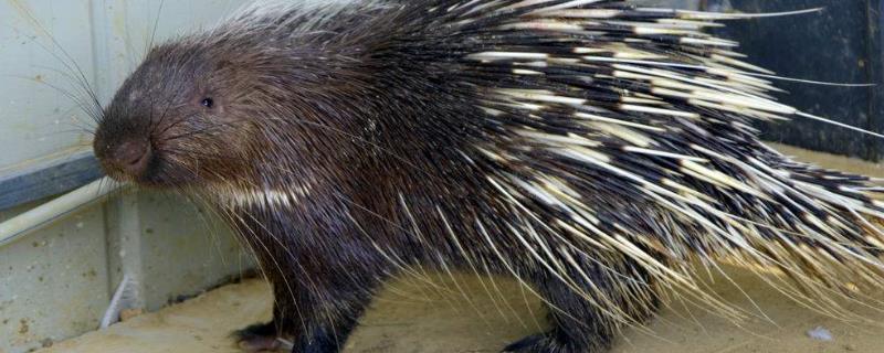 豪猪是刺猬吗，如何养殖豪猪 豪猪跟刺猬有什么区别