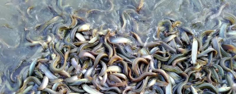 泥鳅能长多大,适合生长在什么样的环境中