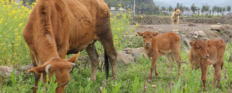 1000斤牛能出多少斤肉 1000斤牛能出多少斤牛肉