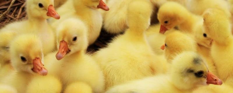 小鹅喝蒜水的作用,如何养殖成活率高