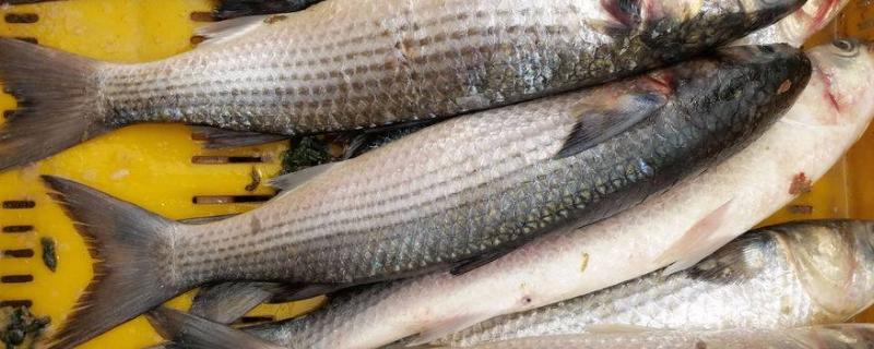黑坑钓红鲳鱼用什么饵料,有什么技巧