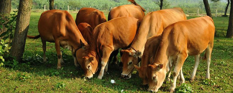 一头牛一天吃多少草料 一头牛一天吃多少草料合多少钱
