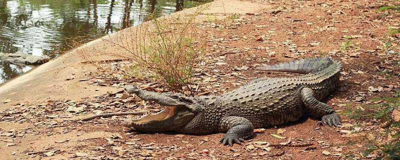 鳄鱼能活多久（鳄鱼为什么可以活这么久）