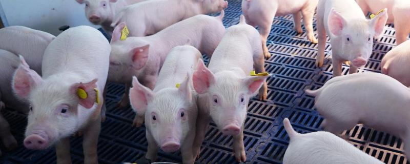 养猪周期，猪的生活习性 养猪的生长周期