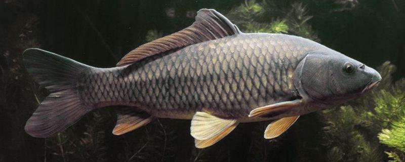 鲤鱼养殖技术与鱼塘管理,养殖周期是多久