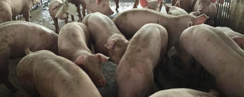 猪发抖原因有几种，如何治疗 猪有发抖症状是得什么病了