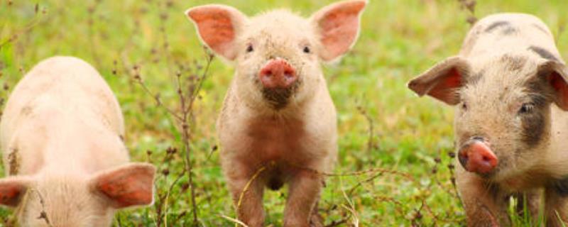 刚下的小猪怎么管理 刚下的小猪需要做什么