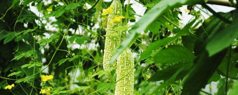 苦瓜里面长虫用什么药（苦瓜里面长虫怎么办）