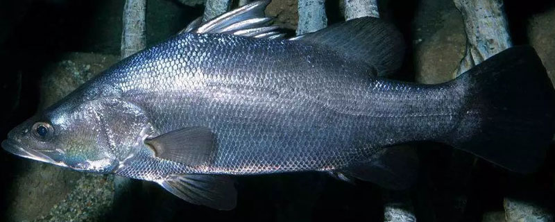 红古鱼是海鱼吗 红古鱼是海鱼吗?