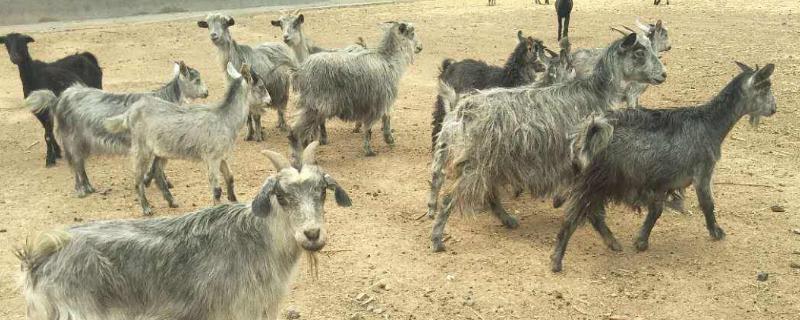 一胎六七只的山羊品种 一胎产羔最多的山羊品种