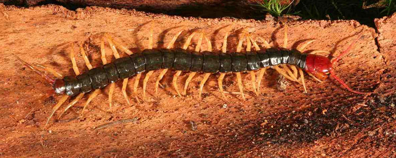 蜈蚣共有多少对足