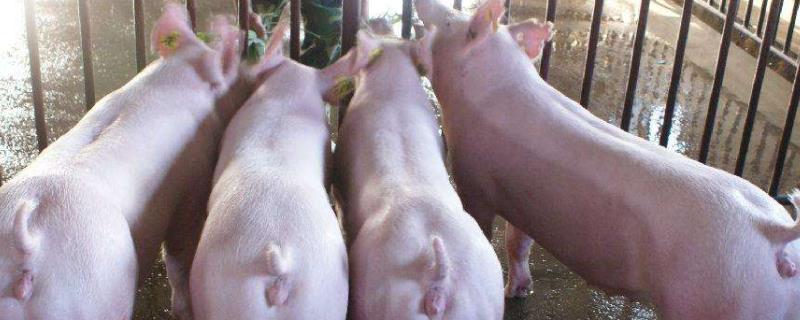 替米考星对母猪的危害，治疗什么病有效