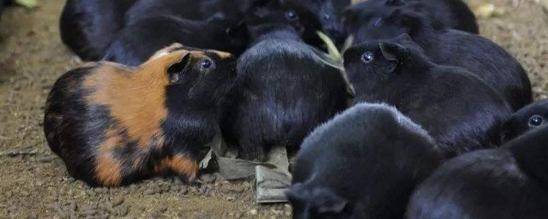 豚鼠能活多久，和荷兰猪有何区别 荷兰豚鼠寿命