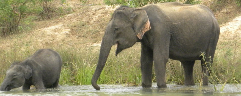 大象的种类有哪些 大象的种类有哪些?