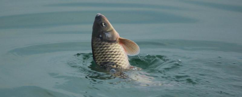 鲤鱼生长速度，20斤鲤鱼多大年纪 鲤鱼生长速度,20斤鲤鱼多大年纪才能吃
