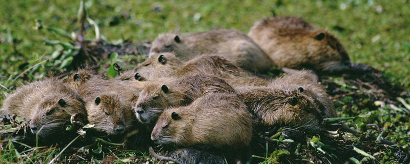 海狸鼠每年产多少窝 海狸鼠一年繁殖几次