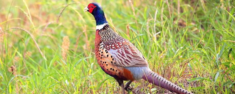 野鸡吃什么，养野鸡需要办什么手续 养野鸡喂什么食物最好