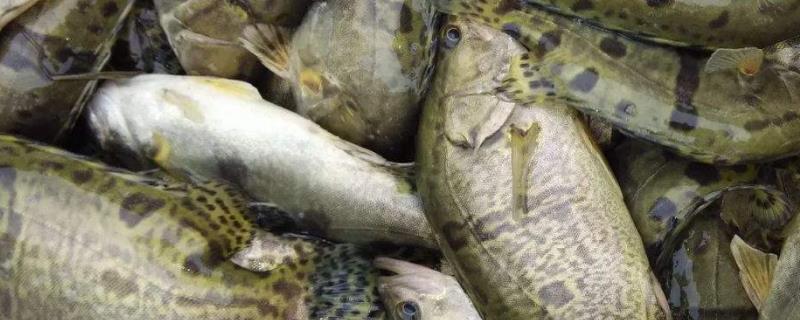 鳜鱼和桂鱼是同一种鱼吗,鳜鱼有几个品种,如何区分