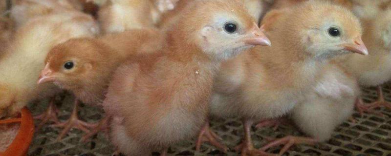 海兰褐蛋鸡产蛋性能，可以散养吗 海兰褐蛋鸡产蛋性能,可以散养吗为什么