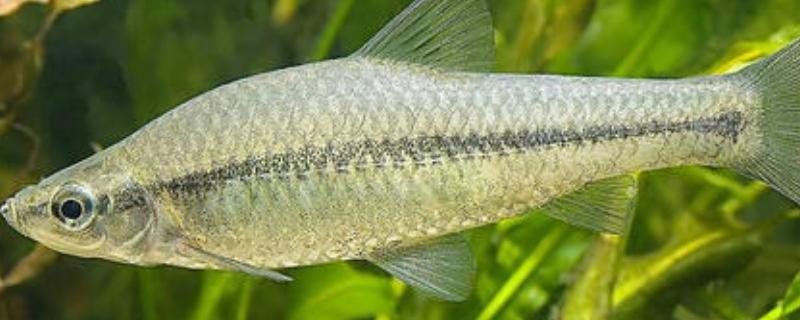 淡水小杂鱼种类（淡水小杂鱼种类南方小河鱼）