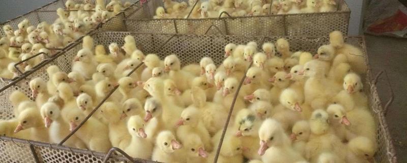 小鹅苗怎么养成活率高（刚买回来的鹅苗怎么养成活率才高）