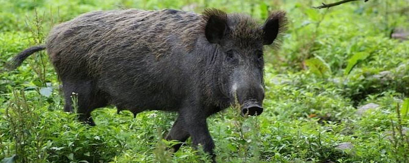 野猪骚味怎么去除 野猪肉骚味怎么去除