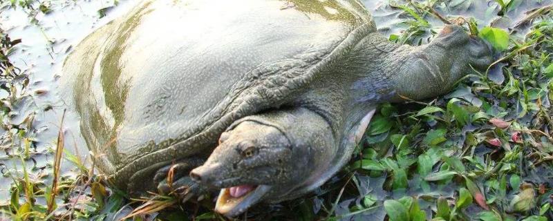 养甲鱼池塘应该怎样构建(甲鱼养殖池塘怎样建造)