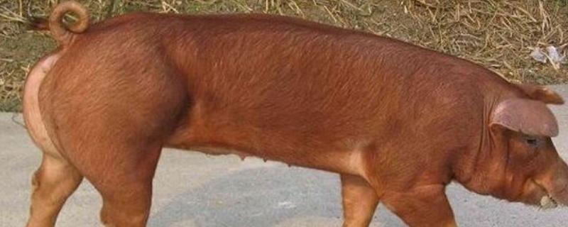 红毛猪可不可以留母猪，是什么品种 红毛猪可以留母猪吗