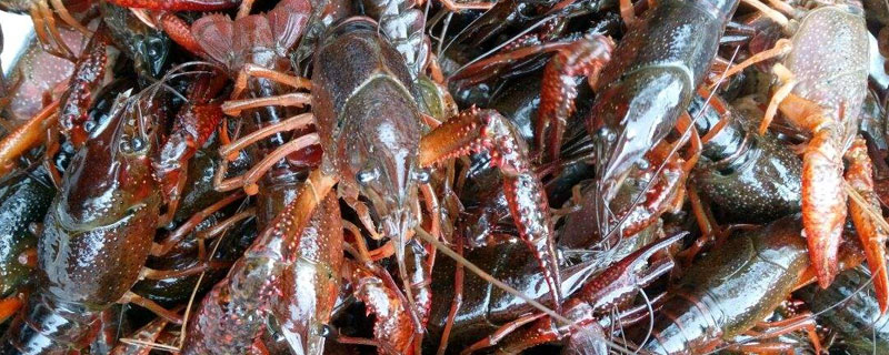 小龙虾季节几月到几月（小龙虾季节几月到几月最肥）