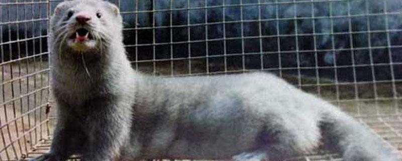 水貂生长速度（水貂的生长环境）