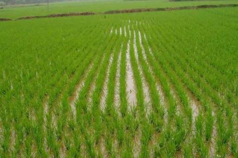 秧苗生长需要什么环境,秧苗什么时候成熟