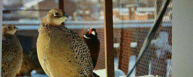 野鸡孵化温度 野鸡孵化温度适宜多少温度