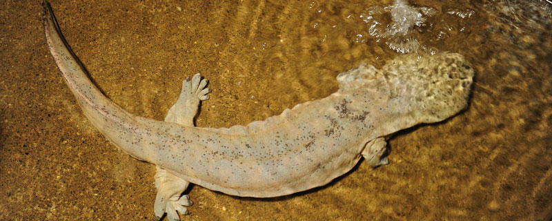 娃娃鱼晚上会不会哭（娃娃鱼有哭声吗）