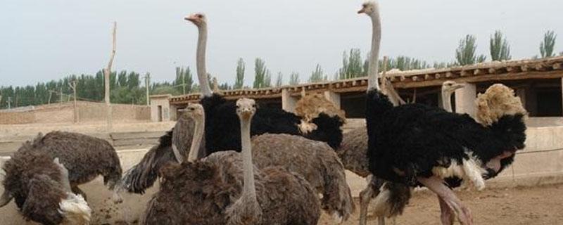 鸵鸟多久下蛋（鸵鸟多久下个蛋）