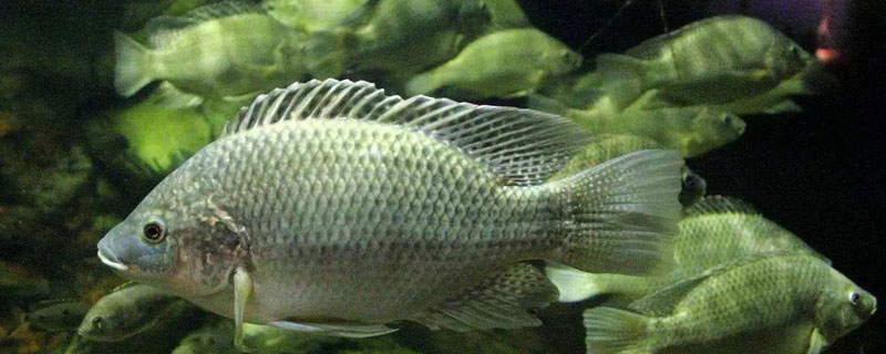 罗非鱼可以长多大（罗非鱼一般能长多大）