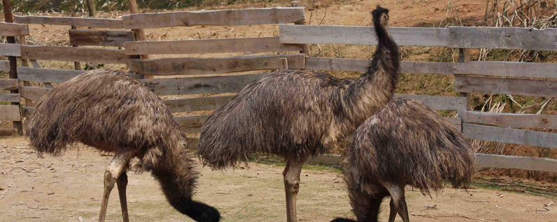 鸵鸟能养吗 现在鸵鸟可以养吗