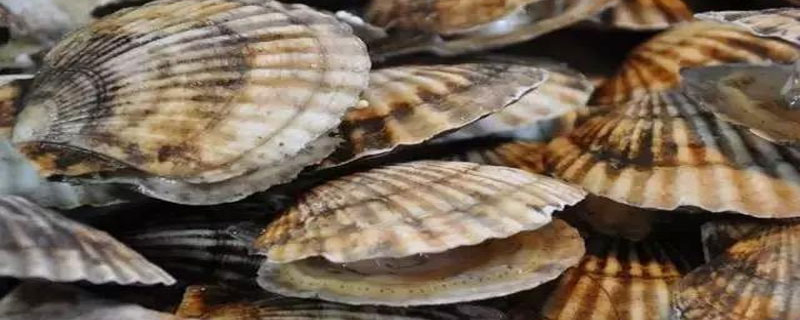 扇贝蒸几分钟 扇贝蒸几分钟能熟
