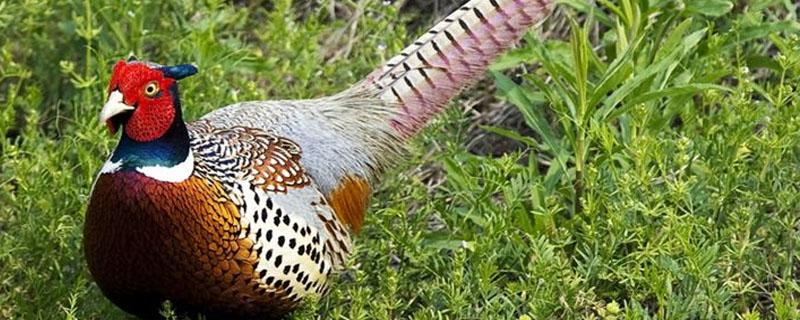 山鸡蛋和普通鸡蛋差别 山鸡蛋和普通鸡蛋差别有多大啊