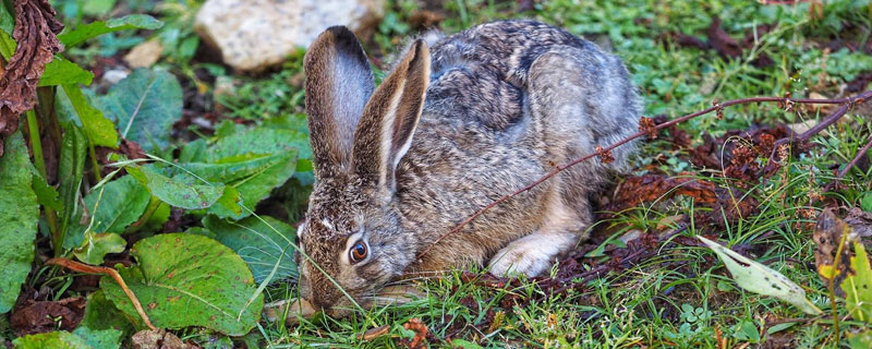 野兔是几级保护动物（野鸡和野兔是几级保护动物）