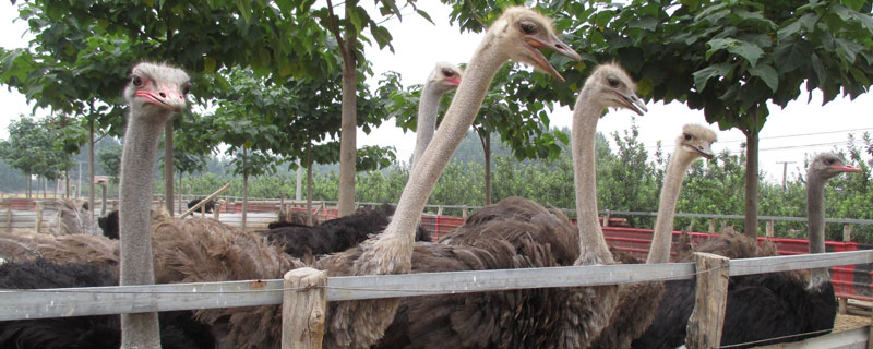 鸵鸟是保护动物吗（鸵鸟是保护动物吗,个人能养吗）