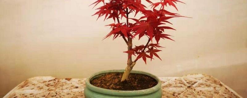 盆栽日本红枫的养殖方法和注意事项 盆栽日本红枫怎么养护