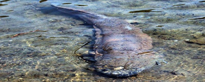 娃娃鱼需要多少水 小娃娃鱼要用多少水