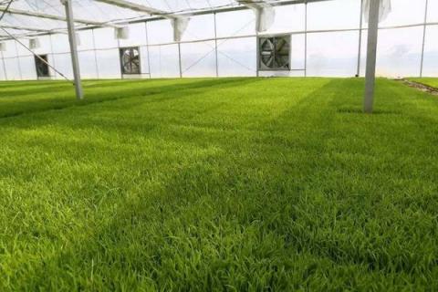 秧苗生长需要什么环境,秧苗什么时候成熟