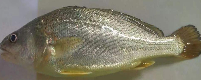 大黄花鱼和小黄花鱼有什么区别 大黄花鱼和小黄花鱼是一个品种吗