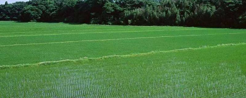 秧苗生长需要什么环境,秧苗什么时候成熟