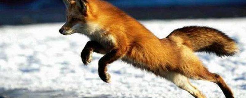 狐狸吃羊吗（狐狸吃羊吗,狐狸吃什么）