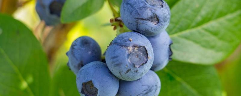 蓝莓种植需要什么条件，如何种植（蓝莓种植需要什么条件,如何种植视频）