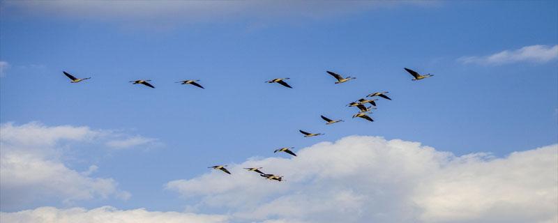 大雁在空中飞行像什么 大雁像什么一样在空中飞翔