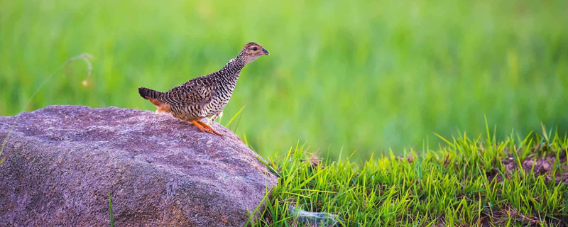 鹧鸪喜欢吃什么东西 鹧鸪爱吃什么东西