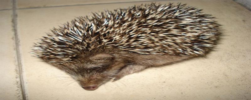 刺猬尿血了是怎么回事（小刺猬便血）